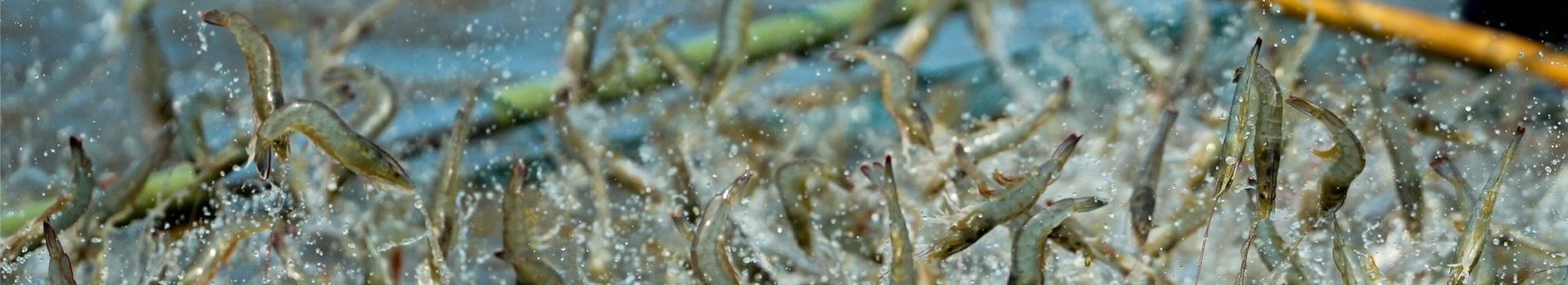 湛江智渔技术发展有限公司